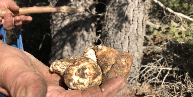 Her yerde onu arıyorlar: Kilosu 100 TL