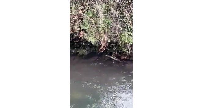 Nesli tükenmekte olan su samuru Giresun’un Çanakçı Deresi’nde görüldü