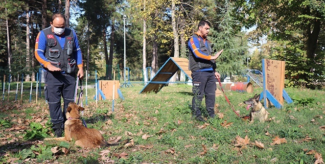 AFAD’ın altın burunlu kahraman köpekleri böyle eğitiliyor