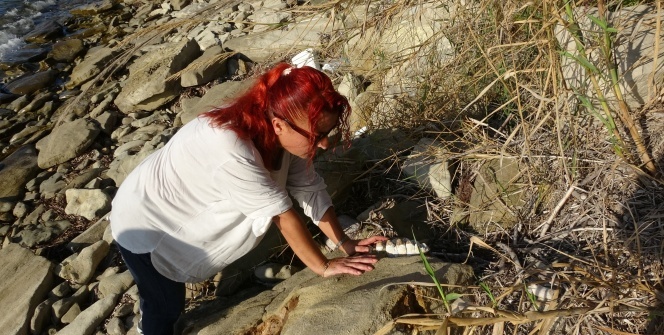 Çanakkale’de 9 milyon yıl öncesine ait mamut fosilleri bulundu