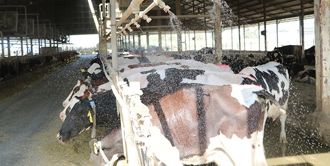 5 yıldızlı otel konforunda bakılan ineklerin süt verimi arttı