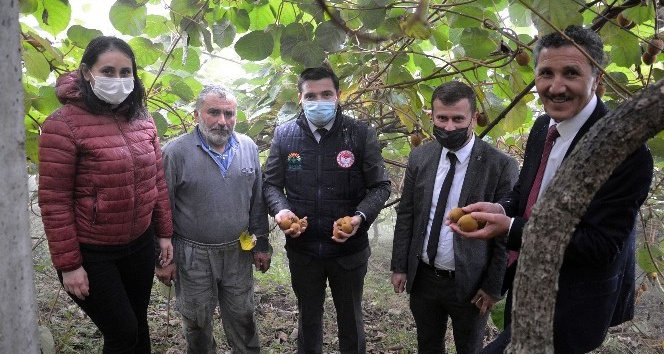 Sağanak yağış altında kivi hasadı