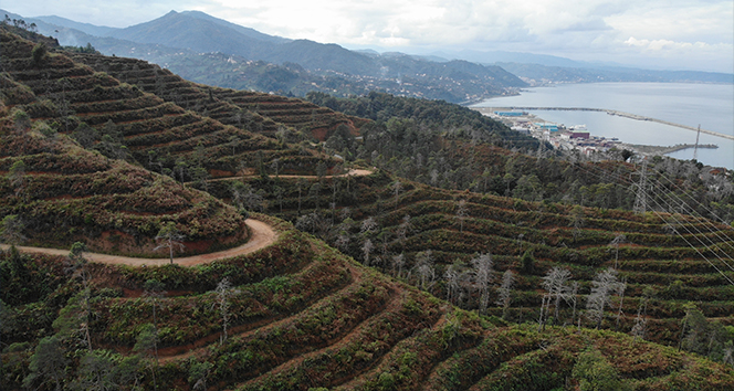 3 yıl önceki yangında büyük zarar gören Çamburnu Sarıçam Ormanları'nın geleceği kurtarıldı