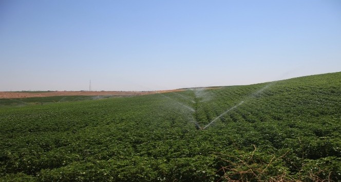 Mardin’de 100 bin dekar tarım arazisi sulandı