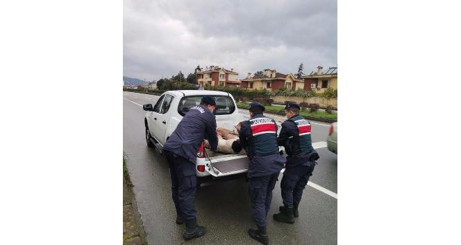 Yaralı halde bulunan köpek koruma altına alındı