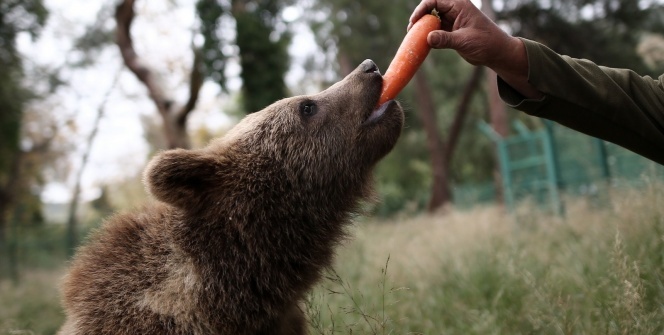 Türkiye’nin tek ayı barınağına 5 yeni yavru getirildi