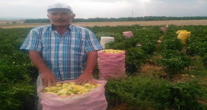 Tarlada çalışanlar, kovaları havaya fırlatarak sezonu kapattı