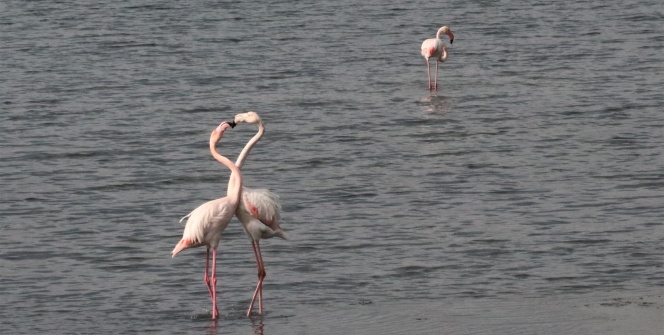 İzmit Körfezi’nde flamingoların görsel şöleni