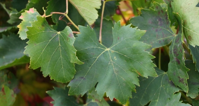 Tekirdağ’ın "Yapıncak salamura asma yaprağı" tescillendi