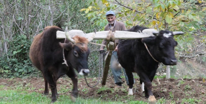 Teknolojinin giremediği arazilerde kara saban ve öküzler çiftçinin imdadına yetişiyor