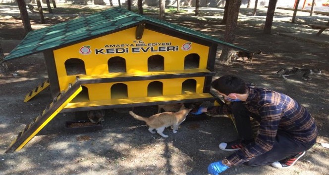 Amasya Belediyesi’nden sokak kedilerine özel kedievi
