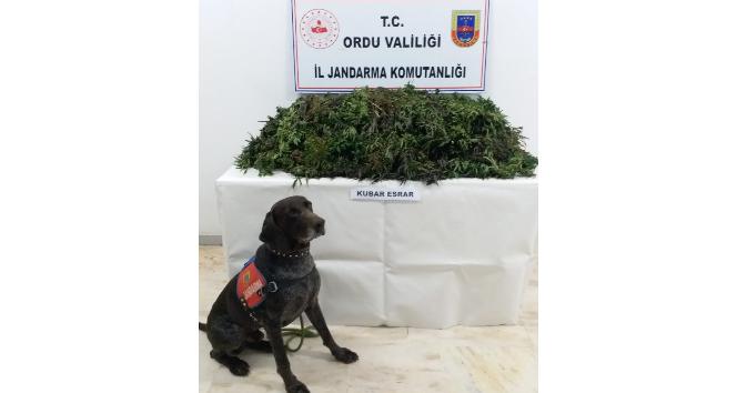 Ordu’da uyuşturucuya geçit yok