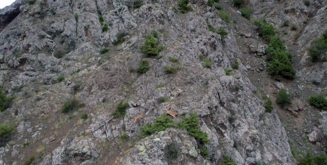 Keçilerin zirveye yolculuğu havadan görüntülendi