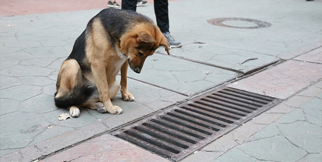 Mazgalı izleyen köpeğin sırrı ortaya çıktı