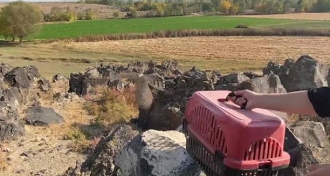 Yaralı Atmaca doğaya salındı
