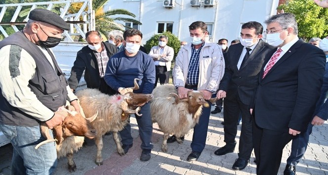 Osmaniye’de yetiştiricilere koç dağıtıldı.