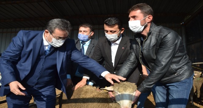 Biga’da sürü sahiplerine 15 adet koç dağıtıldı