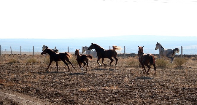 Bozkırın ortasında şampiyon yarış atları yetiştiriliyor
