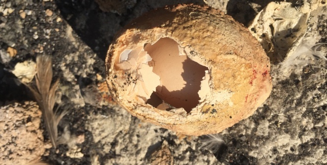 Milyonda bir görülüyor! Bahçesinde buldu, görenler şaşkına döndü