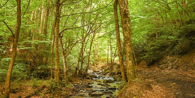 Longozda hazan güzelliği