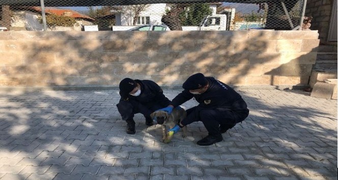 Bacağı kırılan yaralı köpeğe jandarma yardım eli uzattı