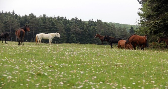 Bolu’da ‘Yılkı Atları’nın evi At Yaylası’nda sonbahar güzelliği