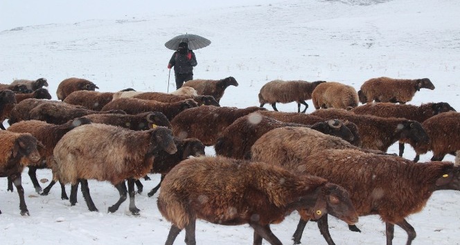 Kar yağışı, hayvanlarını otlatan çobanlara zor anlar yaşattı