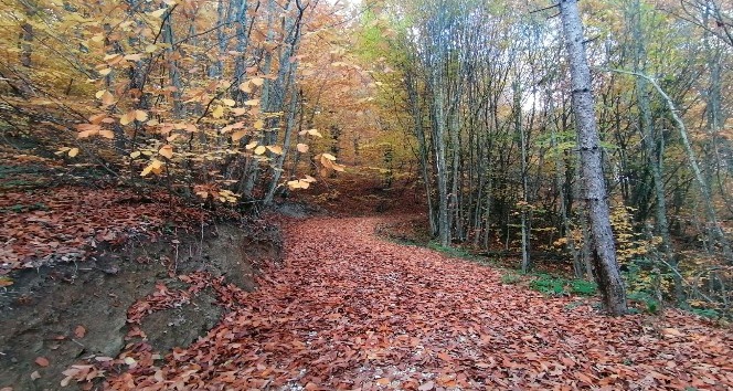 Küçükelmalı Tabiat Parkı’nda sonbaharın son günlerinde kartpostallık görüntüler