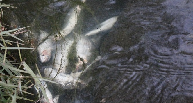 Şüpheli balık ölümü sanıldı ama gerçek sonra ortaya çıktı
