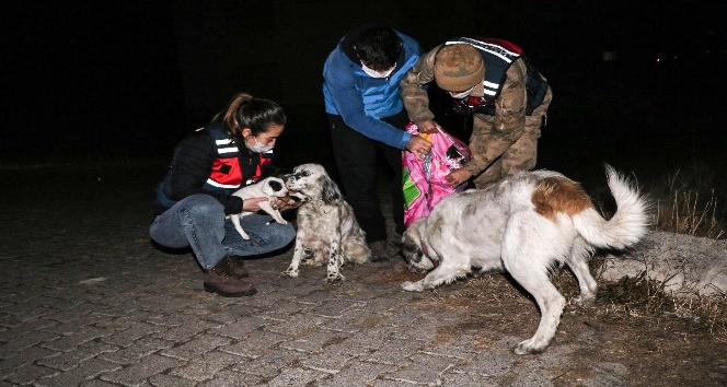 Jandarma soğukta aç kalan sokak hayvanlarını unutmadı