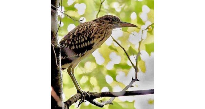 Hersek Lagünü’nde kuş türü 230’a çıktı