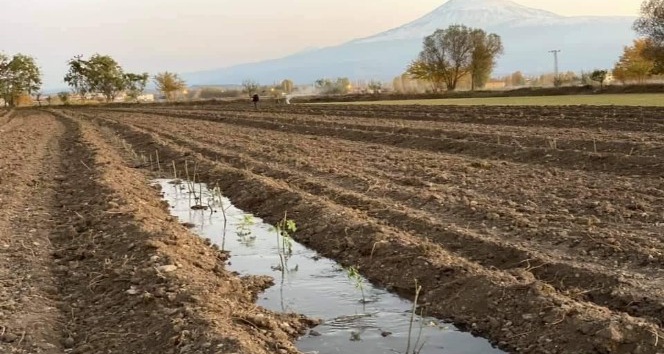 Iğdır’da Aromatik bitki yetiştiriciliği başladı