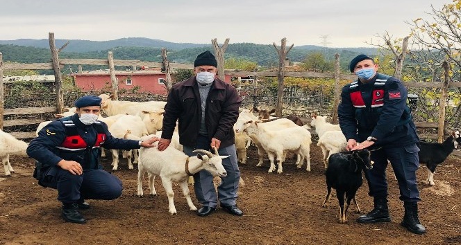 Kayıp koyunlar drone ile bulundu