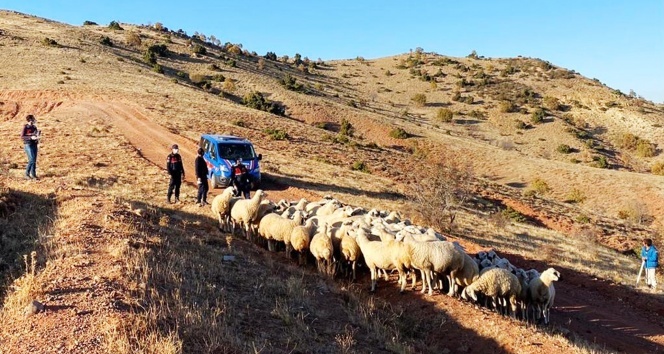 Kayıp 59 koyun drone ile bulundu