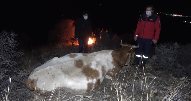 Ayağı kırılan inek dağda mahsur kaldı: Köylüler helikopterle kurtarılmasını istiyor