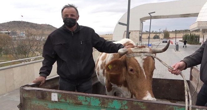 Saatlerce dağda mahsur kalan inek kurtarıldı