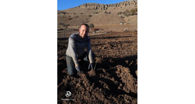 Alucra’ya 6 adet meyve bahçesi kuruluyor