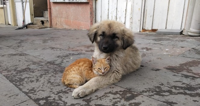 Yavru köpek ve kedinin dostluğu