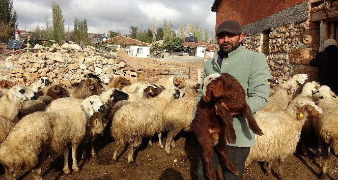 Hibe destekle hayata tutundu