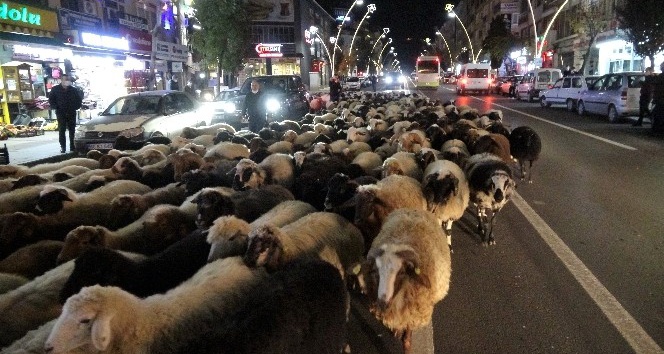 Trafik durdu, koyun sürücü geçti