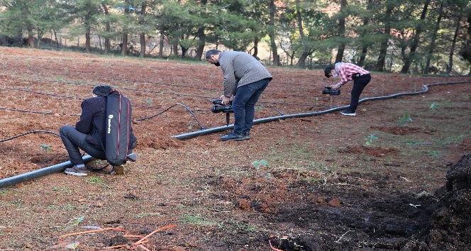 Yalova’da süper meyve aronya yaygınlaştırılıyor