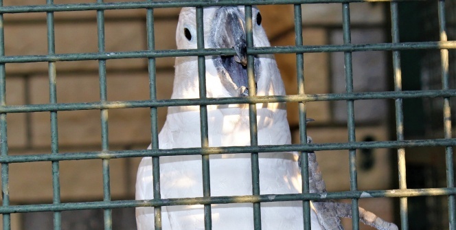 Bu papağanı duyan kulaklarına inanamıyor