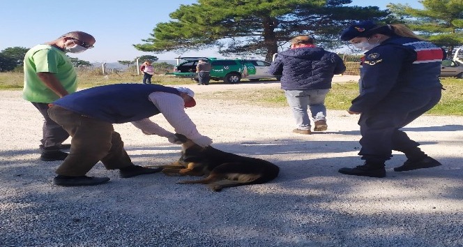 Terk edilen köpeklere jandarma sahip çıktı