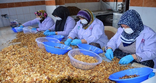 Ceviz kırıp aile bütçesine katlı sağlıyorlar