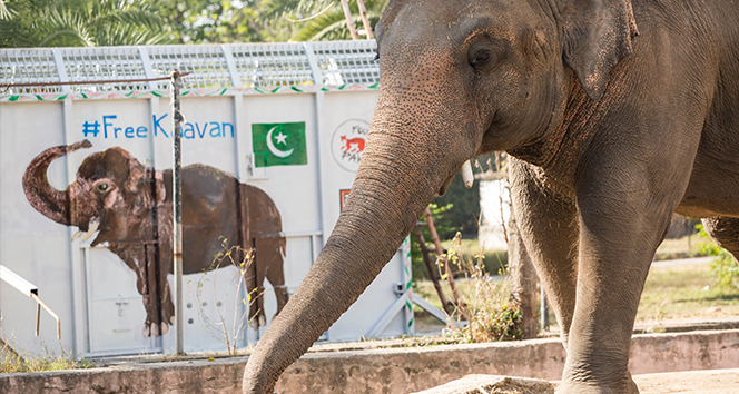 Dünyanın en yalnız fili Kamboçya’daki fil barınağına götürülüyor