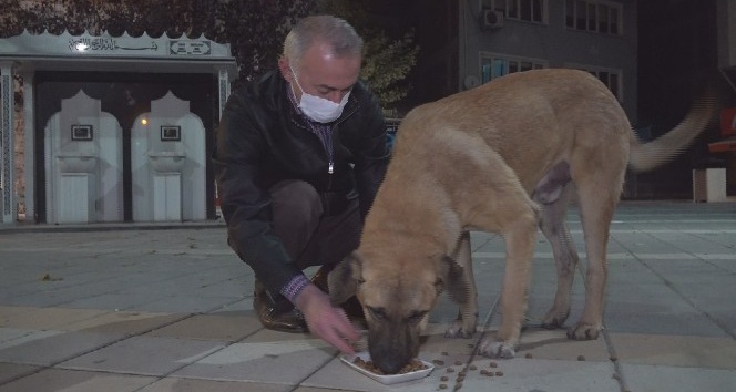Belediye başkanı kısıtlamada aç kalan köpekleri elleriyle besledi