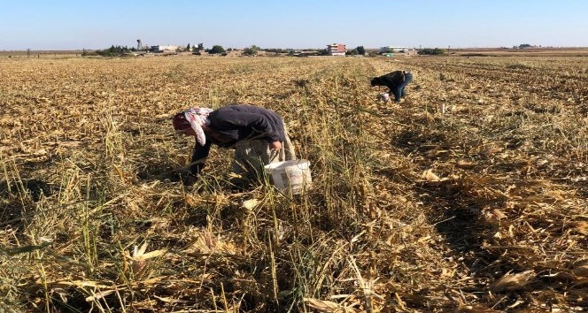 Kızıltepe’de kadınlar boş mısır koçanını yakacak olarak kullanıyor