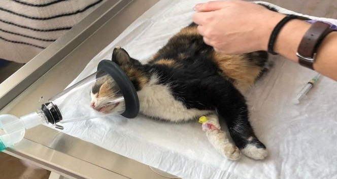 Kazada yaralanan kedinin tedavisi için seferber oldular