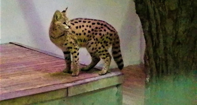 Sakarya’da yakalanan Afrika vahşi kedisi Kocaeli’de karantinaya alındı