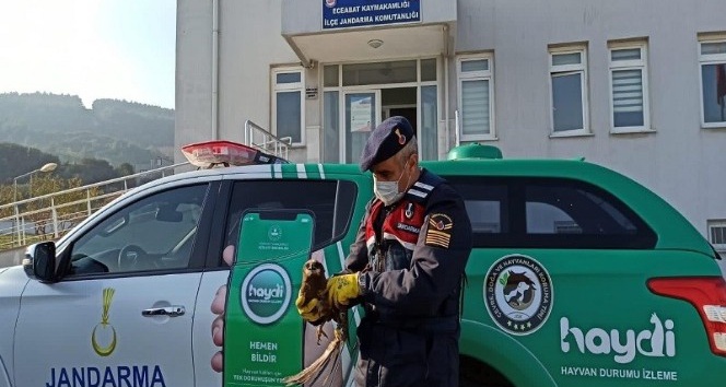 Kanatları kırık kızıl şahine jandarma şefkati